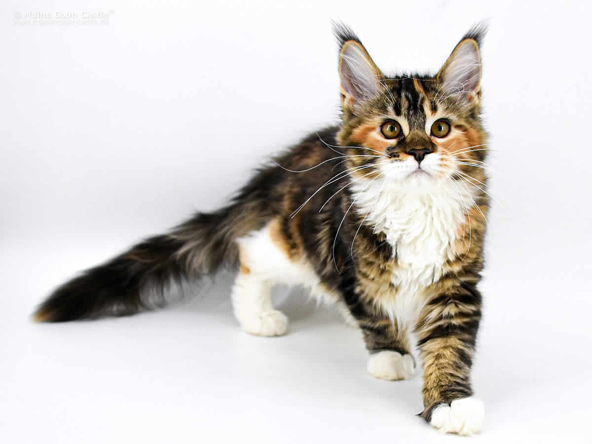 Wilma 4,5 Monate Alt Wilma 4,5 Monate Alt