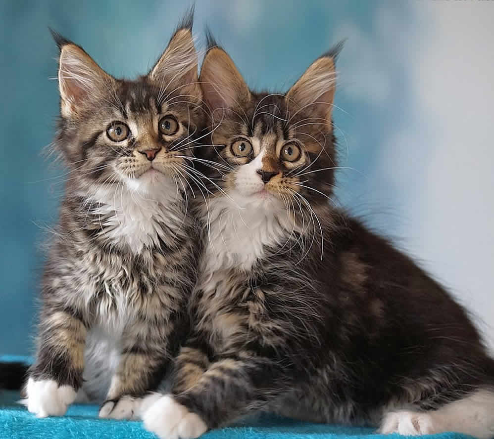 Maine Coon Kitten