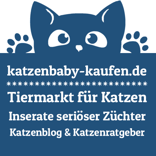 Katzenbaby kaufen